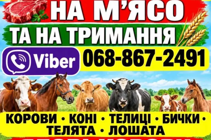 Закупівля врх та коней бичків корів телят також купляємо ходобу на тримання- фото № 2