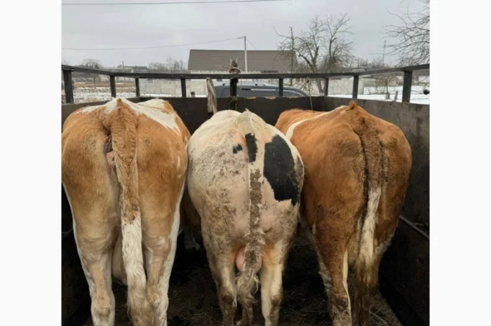 Покупка молодняка телят и лошадей по высоким ценам- фото № 2
