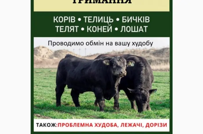 ВРХ дорого- фото № 1
