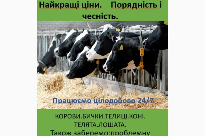 Куплю ВРХ дорого круглосуточно- фото № 1