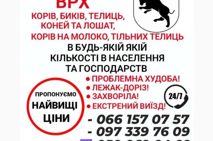Купуємо ВРХ дорого живою вагою- фото № 1