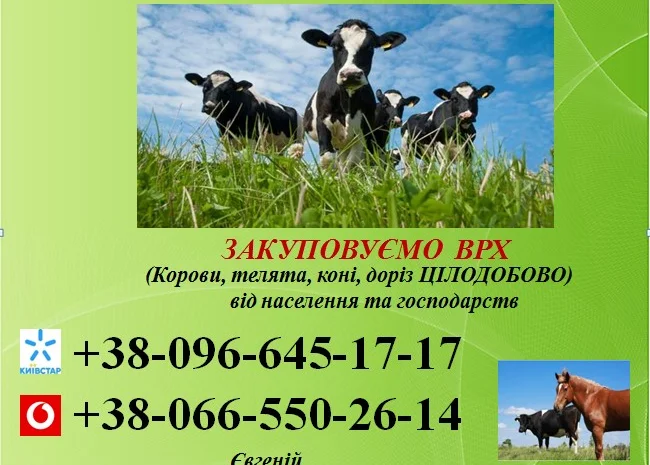 Закупка коров от населения и хозяйств- фото № 1