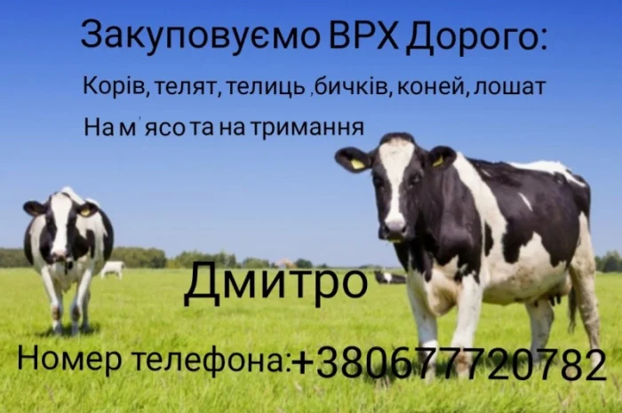 Купуємо корів, бичків та коней у Житомирі- фото № 1