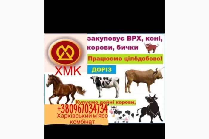 Покупка коров и быков в г. Дергачи- фото № 1