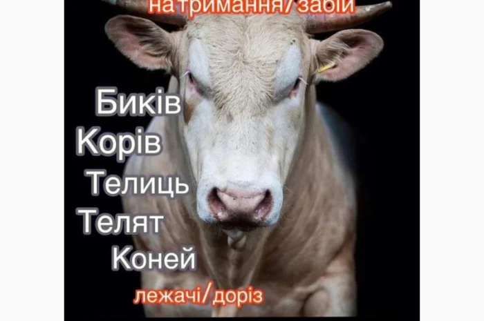Закупівля ВРХ у Дергачах- фото № 1