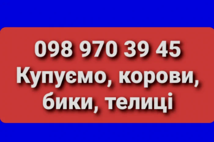 Куплю ВРХ у Черкасах- фото № 1