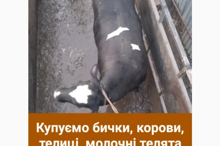 Закупка крупного рогатого скота в Тернопольской области- фото № 1