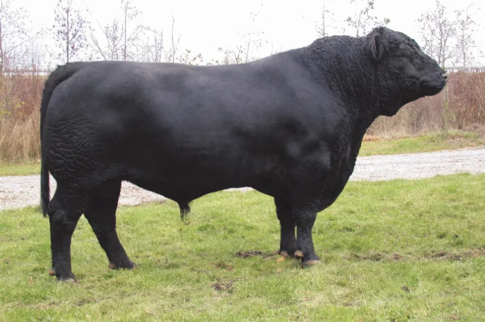 Купуємо биків 500+ кг за високу ціну у Тернополі- фото № 1