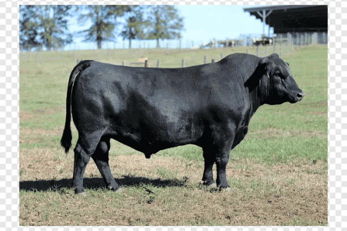 Закупівля корів, биків та телят- фото № 1