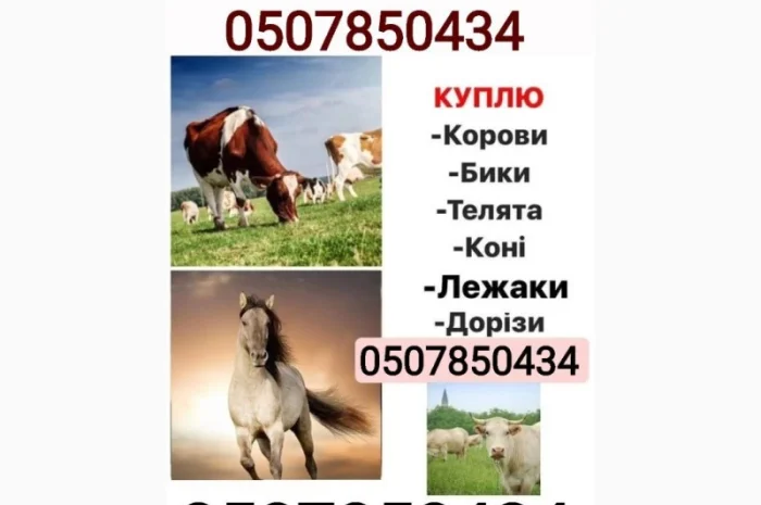 Куплю коров, быков и телят в Харькове- фото № 1