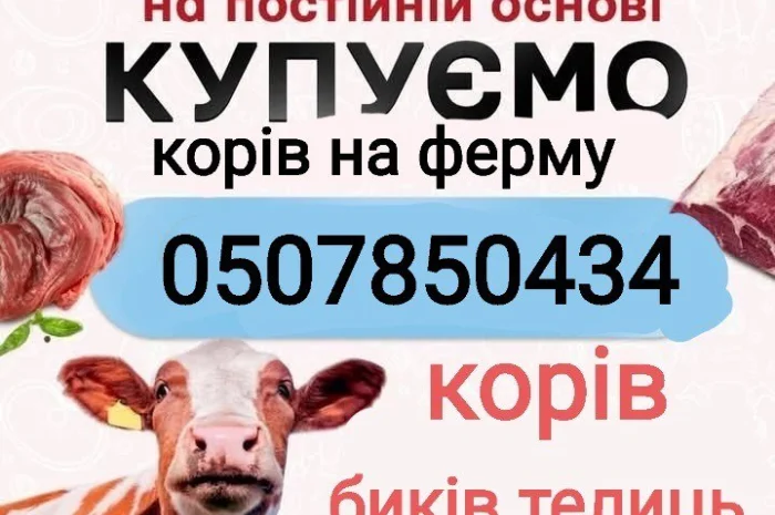 Закупка коров, быков и телят в Харькове- фото № 1
