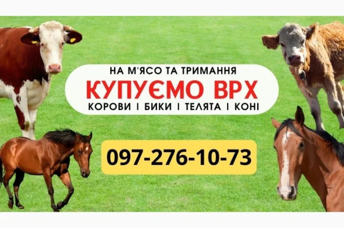 Закупка ВРХ на мясо и содержание, бычки- фото № 1