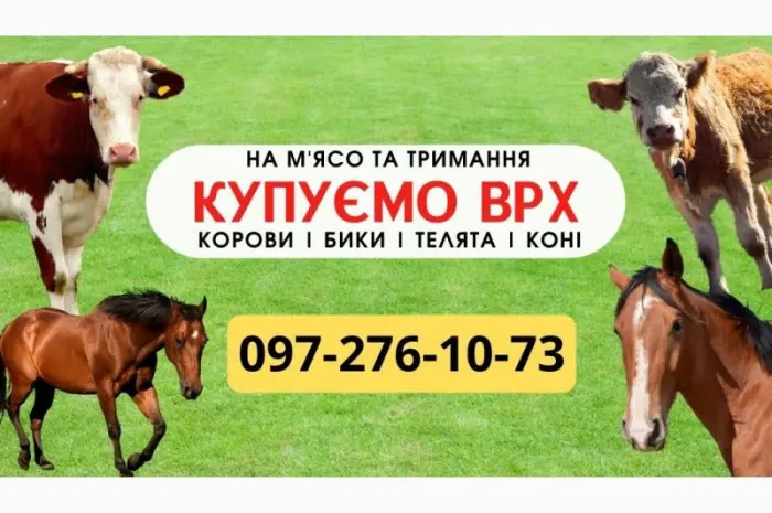 Закупка КРС. На мясо. Содержание. Быки- фото № 1