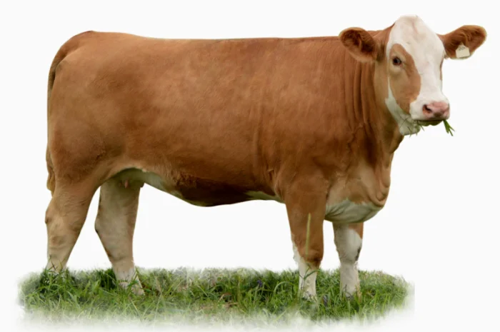 Постачання племінних нетелів симентальської породи- фото № 1