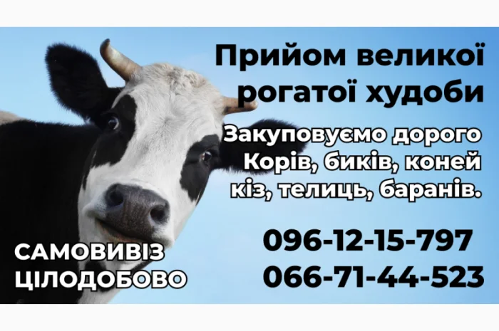 Куплю ВРХ по высокой цене- фото № 1