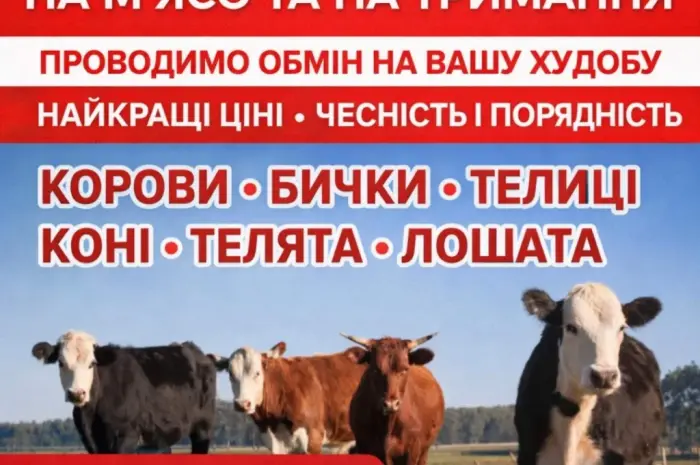 Закупаем КРС Коровы Крні Бычки Тёлки Телята На Мясо На Содержание- фото № 1