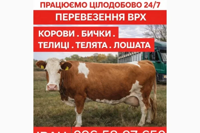 Закупаем ВРХ: коровы, бычки, телята для мяса и содержания- фото № 1