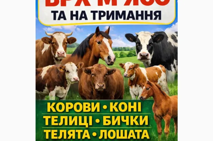 Закуповуємо ВРХ Корови Коні Бички Телята На М'ясо Та На Тримання- фото № 1