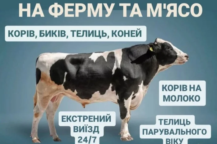 Закупаем ВРХ: коровы, бычки, телята и кони на мясо и содержание- фото № 1