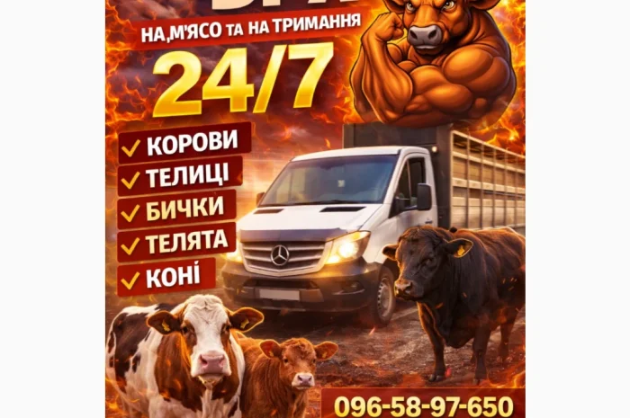 Закуповуємо ВРХ Корови Коні Бички Телиці Телята На М'ясо На Тримання- фото № 1