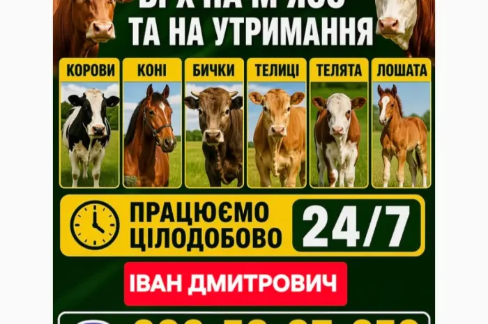 Закуповуємо ВРХ Корови Коні Бички Телиці Телята На М'ясо На Тримання- фото № 1