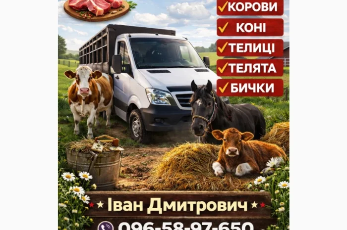 Закупаем ВРХ: коров, коней, бычков, телят и телиц на мясо- фото № 1