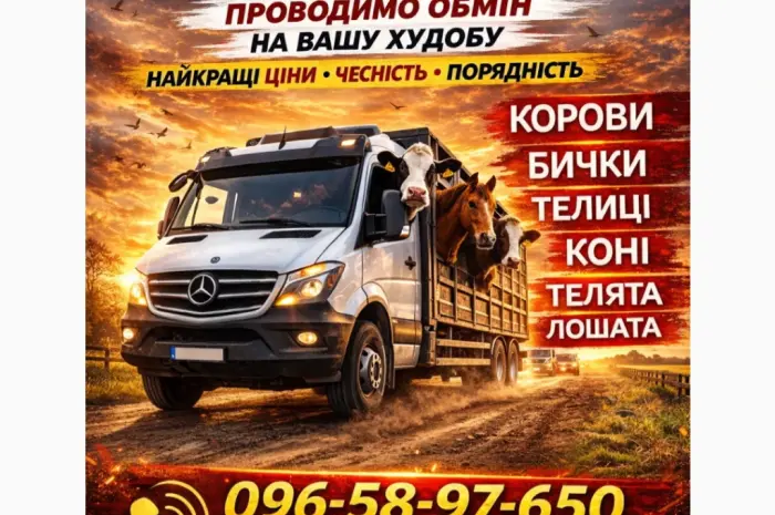 Закуповуємо ВРХ На М'ясо. Корови Коні. Бички.Телиці. ТЕЛЯТА- фото № 2