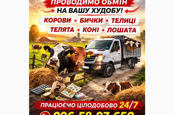 Закуповуємо ВРХ На М'ясо. Корови Коні. Бички.Телиці. ТЕЛЯТА- фото № 1