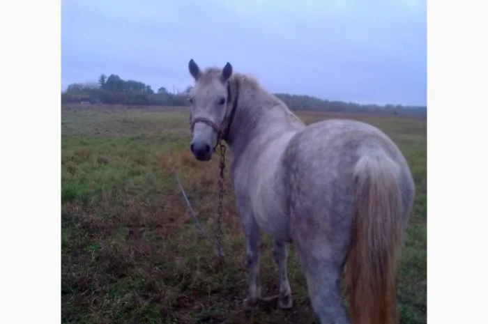 Закупівля великої рогатої худоби на м'ясо- фото № 2