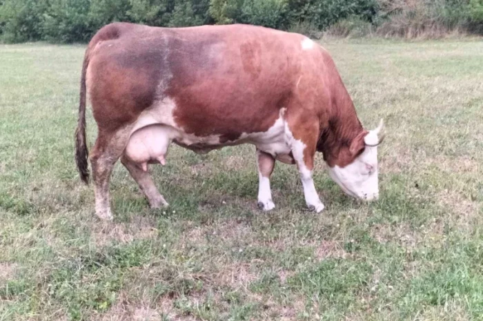 Закупівля великої рогатої худоби на м'ясо- фото № 3