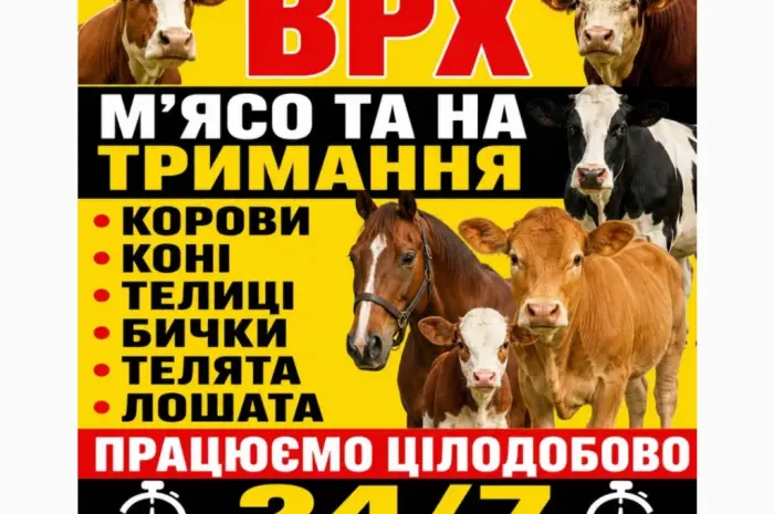 Закуповуємо Велику Рогату Худобу : ВРХ. Корови.Коні.Бички.Телиці. На М'ясо Та На Тримання- фото № 1