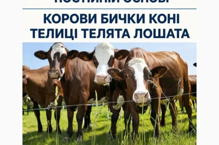 Купити Велику Рогату Худобу : Корови. Бичок. Телиці. Коні. На М'ясо Та На Тримання- фото № 1