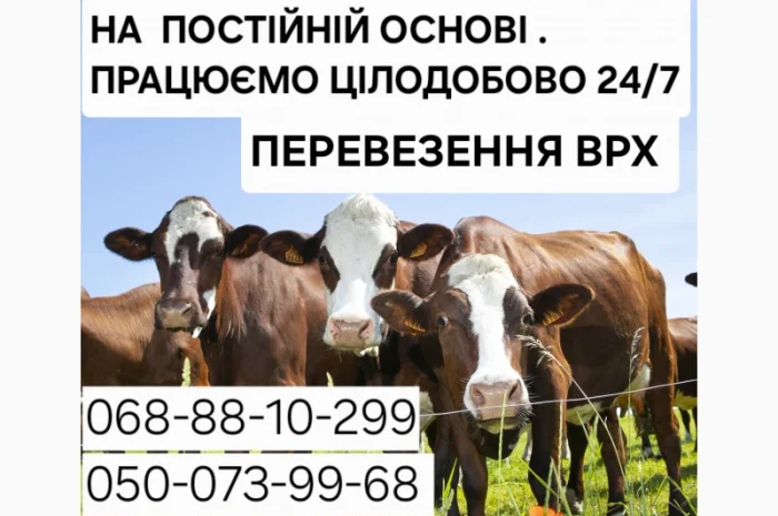 Закупка крупного рогатого скота: коровы, бычки, телки и кони- фото № 1