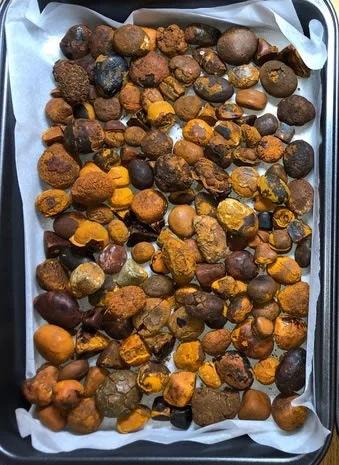 Желчные камни крупного рогатого скота- фото № 1