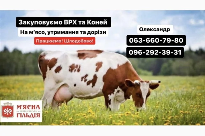 Житомирський мʼясокомбінат закуповує ВРХ ДОРОГО- фото № 1