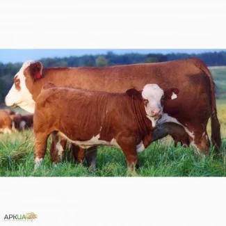 Купую бичків вагою від 40 до 120 кг- фото № 1