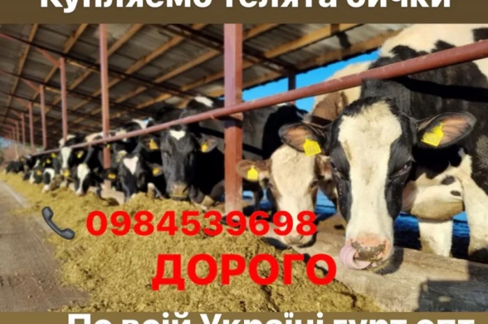 Купую телят бичків та телиць- фото № 1