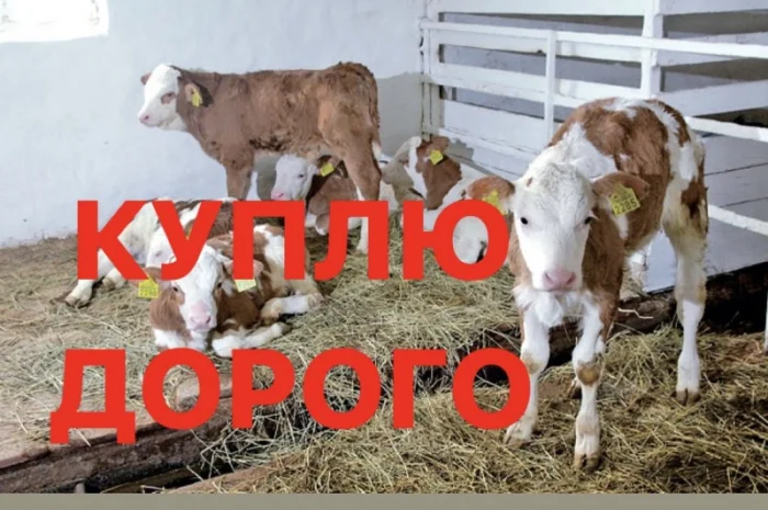 Куплю молочні телята в Києві- фото № 1