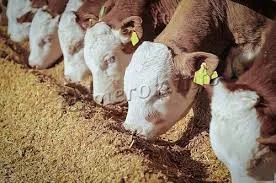 Куплю Худобу на забій, на тереторії України- фото № 1