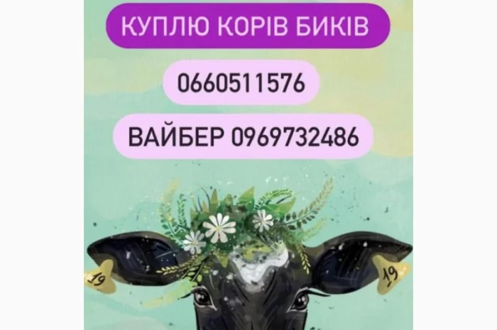 Куплю быков различных пород коров- фото № 1