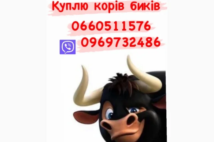 Куплю телиц, коров, бычков и свиней- фото № 1