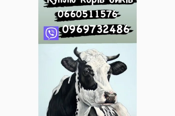 Закупка быков и коров разных пород- фото № 1