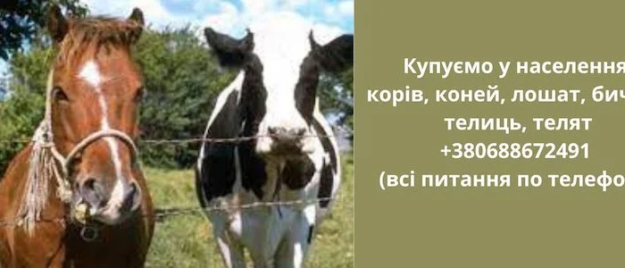 Купуємо корів та іншу худобу- фото № 1