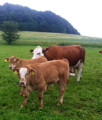 Закупка ВРХ в Хмельницком- фото № 1