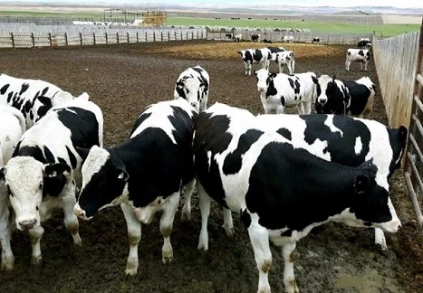 Купую бичків та телят- фото № 1