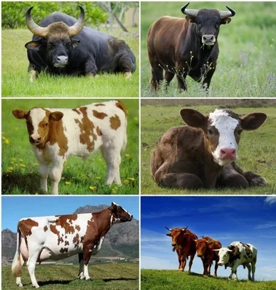 Куплю коров, быков и телят- фото № 1