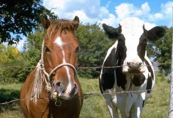 Куплю ВРХ: быков, коров, телят и лошадей- фото № 1