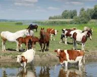 Купую корів та телят- фото № 1