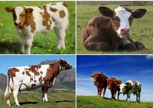 Куплю коров и бычков- фото № 1