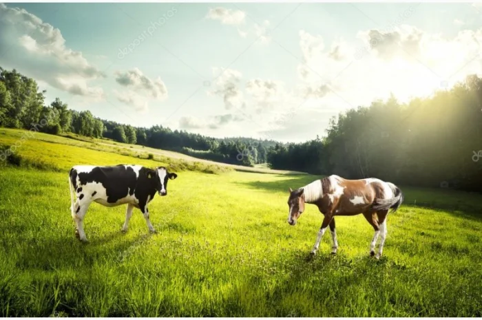 Покупаем коров у населения- фото № 1